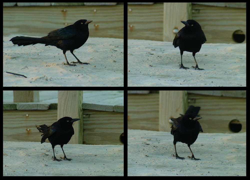 (04) crow montage.jpg   (1000x720)   261 Kb                                    Click to display next picture